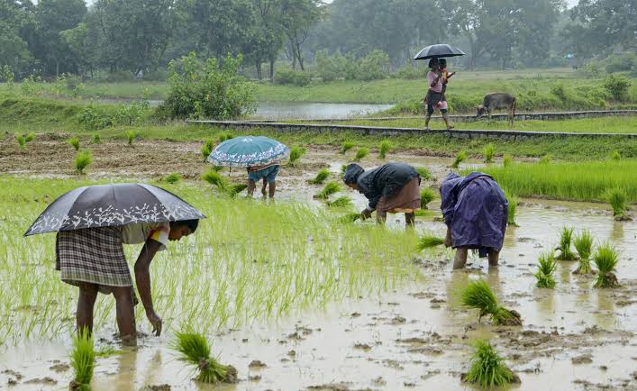 उमरिया में सात दिन से झमाझम बारिश, किसानों के चेहरे खिले; खरीफ फसलों को मिली राहत