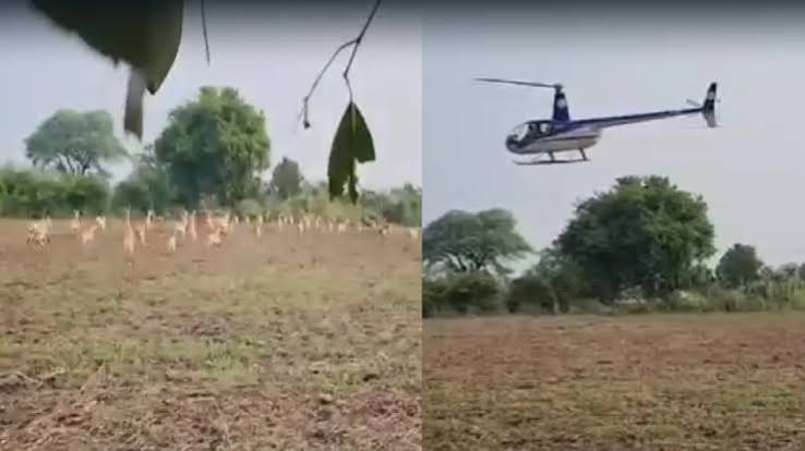 खेतों में फंसे काले हिरणों के रेस्क्यू अभियान का जायजा लेने पहुंचे CM मोहन यादव, हेलीकॉप्टर से हो रहा रेस्क्यू